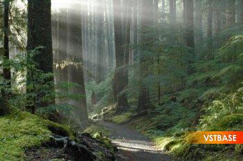 Boom Library Coniferous Forests STEREO & SURROUND WAV screenshot